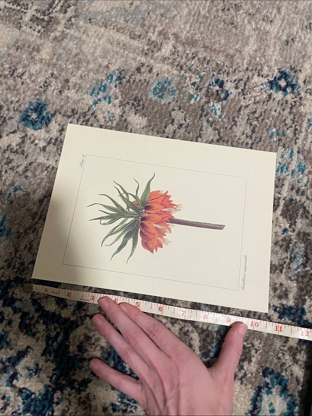 🖤5/$25 vintage botanical flower print - Picture 4 of 8